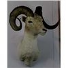 Image 3 : Alaskan Dahl Bighorn Sheep