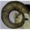 Image 4 : Alaskan Dahl Bighorn Sheep