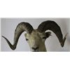 Image 5 : Alaskan Dahl Bighorn Sheep