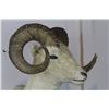 Image 6 : Alaskan Dahl Bighorn Sheep