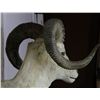 Image 7 : Alaskan Dahl Bighorn Sheep