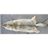 Image 1 : Coyote Fur