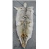 Image 3 : Coyote Fur