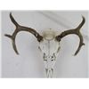 Image 1 : Whitetail Deer Rack