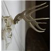 Image 2 : Whitetail Deer Rack
