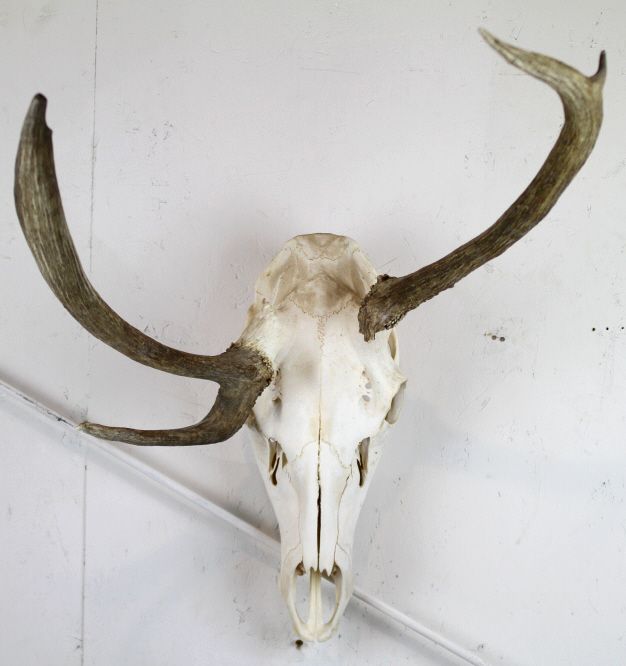Montana Elk Antlers