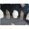 Image 2 : Framed Rattle's and Elk Ivory Teeth
