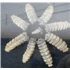 Image 3 : Framed Rattle's and Elk Ivory Teeth