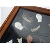 Image 2 : Indian Arrowhead, Elk Teeth, and more Collection