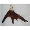 Image 1 : Moose Antler with Eagle Carving