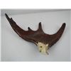 Image 2 : Moose Antler with Eagle Carving