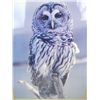 Image 3 : Owl Photograph