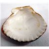 Image 2 : Santo Domingo Stone Overlay Sea Shell Pendant