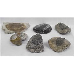 6 Fossil Specimens  Trilobite Ammonite Orthosaurus