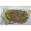 Image 2 : 6 Fossil Specimens  Trilobite Ammonite Orthosaurus