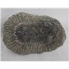Image 3 : 6 Fossil Specimens  Trilobite Ammonite Orthosaurus