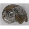 Image 5 : 6 Fossil Specimens  Trilobite Ammonite Orthosaurus