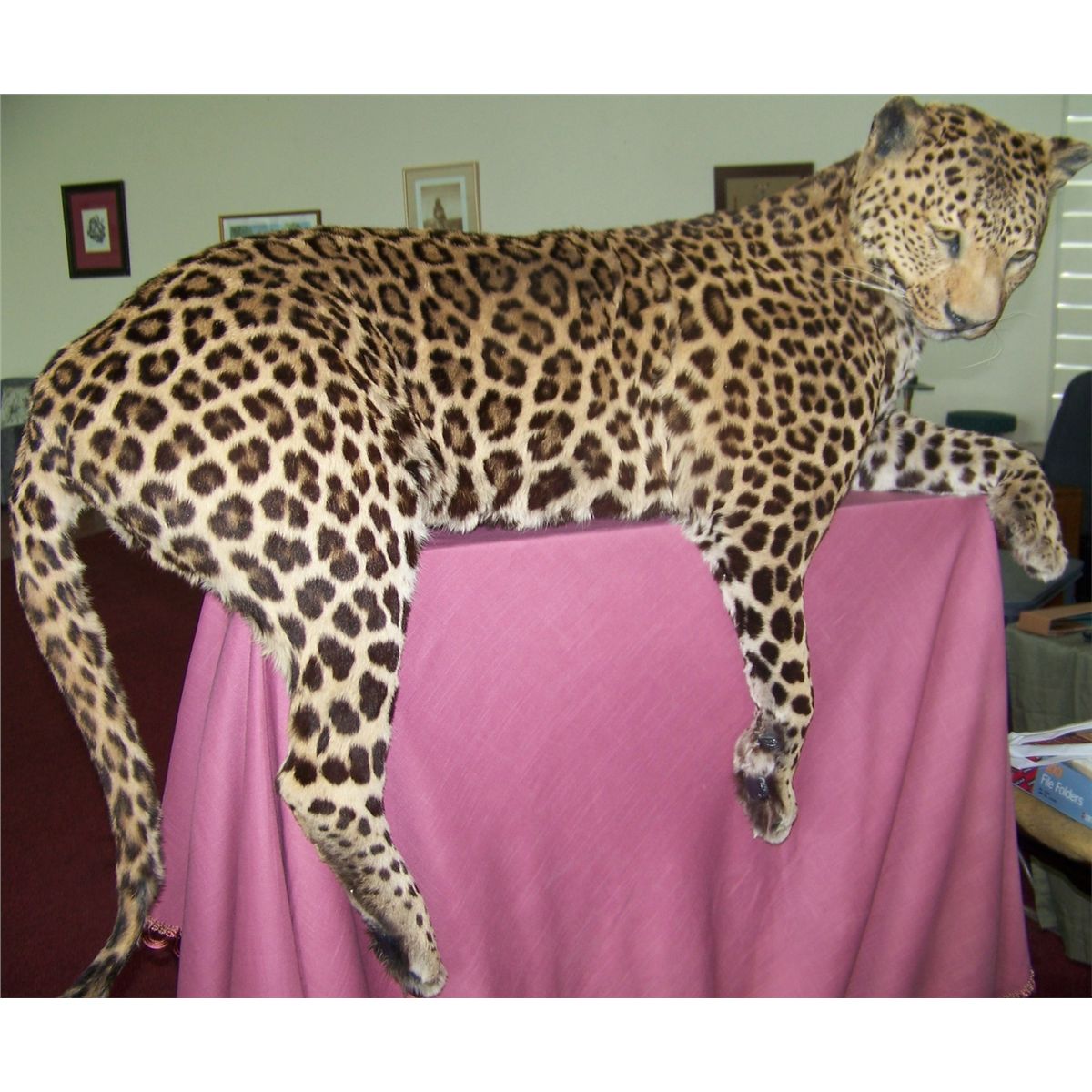 JAGUAR TAXIDERMY APPROXIMATELY 52" LONG 38"T 18 D