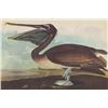 Image 1 : John James Audubon Circa 1946 BROWN PELICAN MATTED PRI