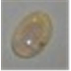 .30 CARAT AUSTRALIAN OPAL-BEAUTIFUL GEMSTONE CAME OUT OF SAFE!!