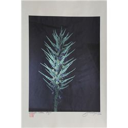 Jonathan Singer, Paya, Digital Photograph