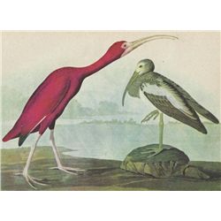 John James Audubon Circa 1946