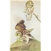Image 1 : John James Audubon Circa 1946 SAW-WHET OWL