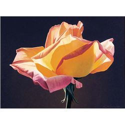 Yellow Rose by Mell, Ed