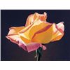Image 1 : Yellow Rose by Mell, Ed