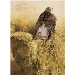 The Harrier (Hawk) by Ching, Raymond H.