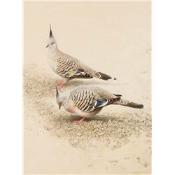 Crested Pigeons by Ching, Raymond H.