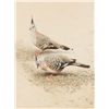 Image 1 : Crested Pigeons by Ching, Raymond H.