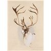 Image 1 : Caribou by Coleman, Michael