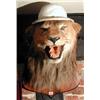 Image 1 : A "growling" lion's head on oak plaque (with pith helmet)