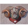 Image 1 : A rams head mounted on mahogany plaque