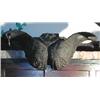 Image 1 : A pair of buffalo horns