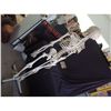 Image 3 : COMPLETE SKELETON MEDICAL GRADE WITH ROLLING STAND GOOD AS IT GETS SHORT OF REAL!