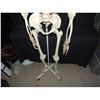 Image 4 : COMPLETE SKELETON MEDICAL GRADE WITH ROLLING STAND GOOD AS IT GETS SHORT OF REAL!
