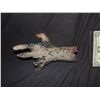 Image 1 : CABIN FEVER PATIENT ZERO SEVERED HAND WITH FLESH EATING BACTERIA 2 SCREEN USED