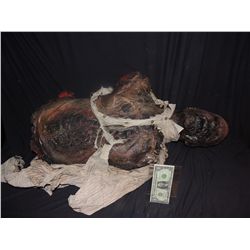 CABIN FEVER PATIENT ZERO TORSO AND HEAD WITH FLESH EATING BACTERIA SCREEN USED