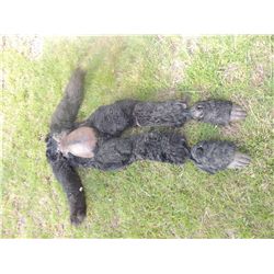 GORILLA APE MONKEY KING KONG FULL BODY COSTUME SUIT WITH FEET