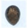Image 1 : 1.55 CARAT SMOKEY TOPAZ BEAUTIFUL STONE *MINED IN COLORADO*!! GEMSTONE CAME OUT OF SAFE BOX!!