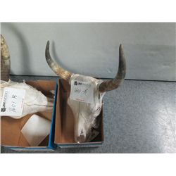LONG HORN SKULL