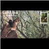 Image 1 : 1981 US First Day Postal Cover (STM-003348)