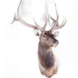 Magnificent 6x6 Royal Bull Elk Shoulder Mount