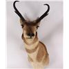 Image 1 : Antelope Mount