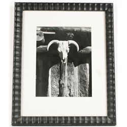 1940s B&W Photo of Bull Skull