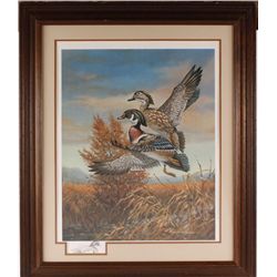 Fine Art Print Depicting Mallard Rising from Brush