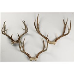 Lot of 3 Deer Antlers