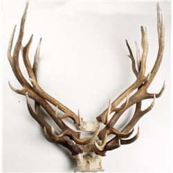 Lot of 3 Elk Antlers